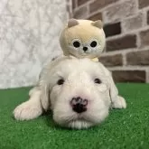 オールドイングリッシュシープドッグ