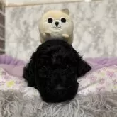 スタンダードプードル