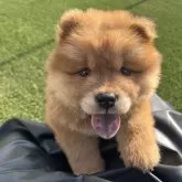 チャウチャウ