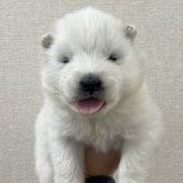 サモエド