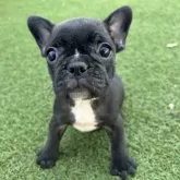 フレンチブルドッグ