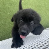 ニューファンドランド
