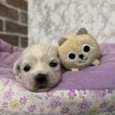 ミックス(ペキニーズ×ビションフリーゼ)