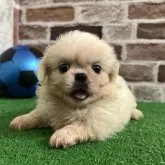 ペキニーズ