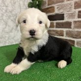 オールドイングリッシュシープドッグ