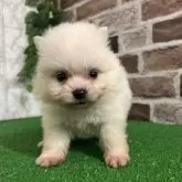 ポメラニアン