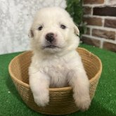 グレートピレニーズ