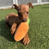 ミニチュアピンシャー