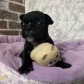 フレンチブルドッグ