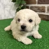 ビションフリーゼ