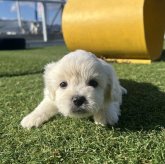 ミックス(ペキニーズ×ビションフリーゼ)