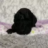 スタンダードプードル