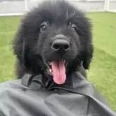 ニューファンドランド