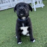 ミックス(ラブラドールレトリバー×ワイマラナー)