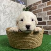 オールドイングリッシュシープドッグ