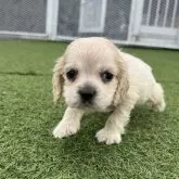 アメリカンコッカースパニエル