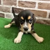 ビーグル