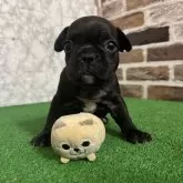 フレンチブルドッグ