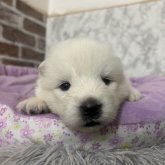 サモエド