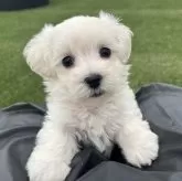 マルチーズ