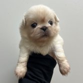 ペキニーズ