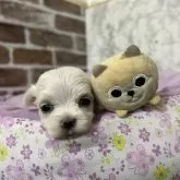 マルチーズ