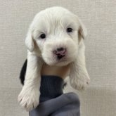 オールドイングリッシュシープドッグ