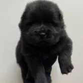 チャウチャウ