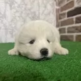 サモエド
