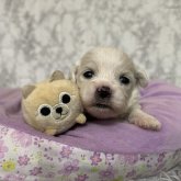 ミックス(ペキニーズ×ビションフリーゼ)