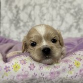 ペキプー(ペキニーズ×トイプードル)