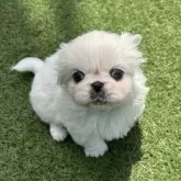 ペキニーズ