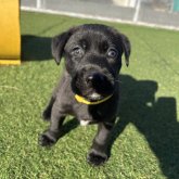 ミックス(ラブラドールレトリバー×ワイマラナー)