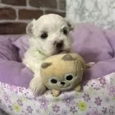マルチーズ