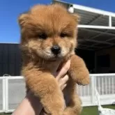 チャウチャウ