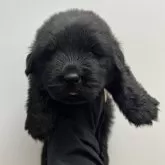 ニューファンドランド