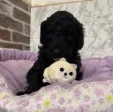 スタンダードプードル