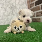 マルチーズ