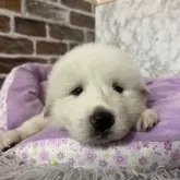 グレートピレニーズ