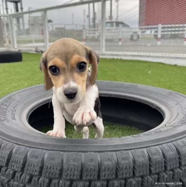 ■960811　浜松ブリーダー産/極美ビック3歳16ｃｍ前後メス【会用】 兵庫松嶋 美華(まつしま みか)ブリーダー｜みんなのブリーダー