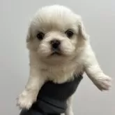 ペキニーズ【愛知県・女の子・2025年11月18日・クリーム】の写真2