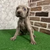 ワイマラナー【愛知県・女の子・2025年7月20日・グレー】の写真2