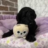 スタンダードプードル【愛知県・男の子・2025年11月14日・ブラック】の写真2