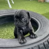 パグ【愛知県・男の子・2025年3月1日・ブラック】の写真2