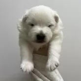 ミックス(サモエド×日本スピッツ)【愛知県・男の子・2025年11月8日・ホワイト】の写真2