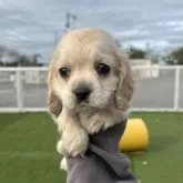 アメリカンコッカースパニエル【愛知県・男の子・2025年9月12日・バフ】の写真2