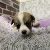 ウェルシュ・コーギー・ペンブローク【愛知県・女の子・2025年10月11日・レッド&ホワイト】の写真2