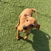 ミニチュアピンシャー【愛知県・女の子・2025年8月26日・レッド】の写真2