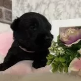 スコティッシュテリア【愛知県・男の子・2025年2月15日・ブラック】の写真2