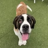 セントバーナード【愛知県・女の子・2025年6月6日・ブラウン&ホワイト】の写真2